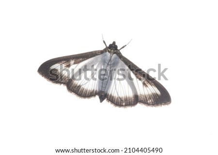The invasive moth Cydalima perspectalis