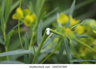 Invasive Species Leafy Spurge Blooming