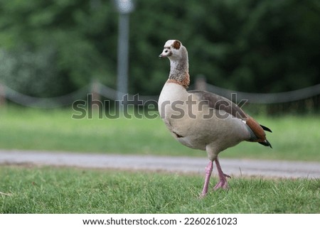 invasive species nile goose walking through the grass in a park 