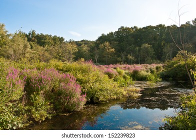 The Invasive Species Purple Loosestrife Destroying Wetlands.