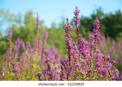 The Invasive Species Purple Loosestrife Destroying Wetlands.