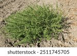 As an invasive weed in crop fields common tumbleweed, tumble pigweed,tumbleweed,prostrate pigweed, pigweed amaranth, white amaranth,white pigweed (Amaranthus albus)