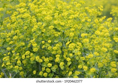 Invasive Weed Leafy Spurge Plant