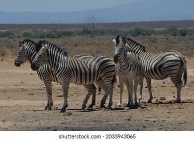 Inverdoorn Game Reserve In  South Africa