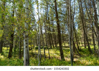 Invermere, British Columbia, Canada- Landscape of pine forest in Columbia Valley.