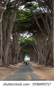 Inverness, California - October 19, 2019: Visitors explore the famous Monterey cypress tree tunnel in Point Reyes National Seashore.