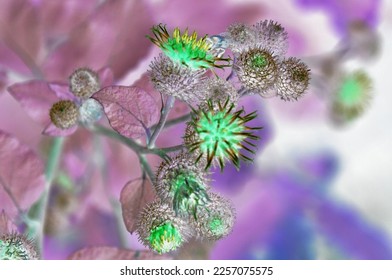 invert color nature photo of plants