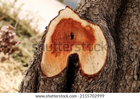 Inverted heart in a cut tree