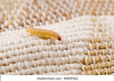 Investigating Moth Larva, Cotton