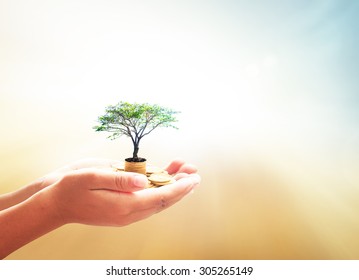 Investment and fund  concept: Human hands holding stacks of golden coins and growth tree on blurred nature sunset background - Shutterstock ID 305265149