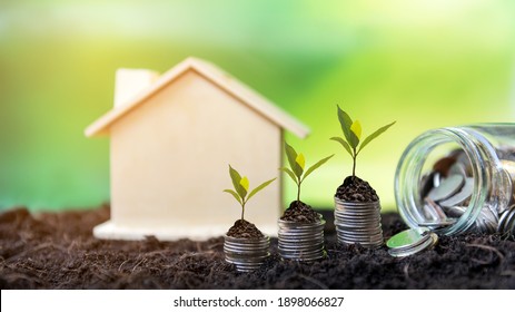 Investor of real estate.  The plants growing on money coin stack for investment home green nature background.   Investment mortgage fund finance and interest rate home loan.  Investment Concept