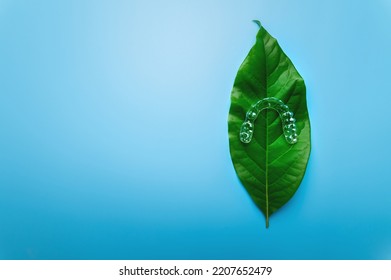 invisible plastic aligners lie on a green juicy leaf from a flower and a blue background. orthodontics and dentistry, gentle dental care