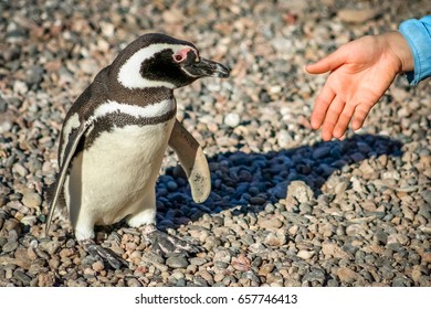 Invitation for a handshake with the curious Magellanic penguin - Powered by Shutterstock