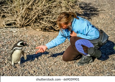 Invitation for a handshake with the curious Magellanic penguin - Powered by Shutterstock