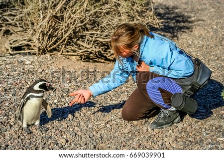 Invitation for a handshake with the curious Magellanic penguin