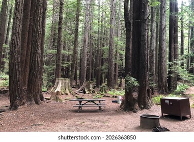 Inviting Campsite In Humboldt Redwoods State Park