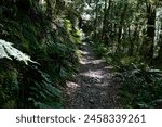 An inviting path through native bush in New Zealand - a tramping or hiking track