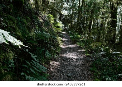 An inviting path through native bush in New Zealand - a tramping or hiking track