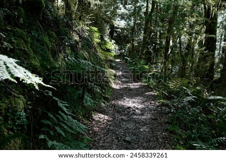 An inviting path through native bush in New Zealand - a tramping or hiking track