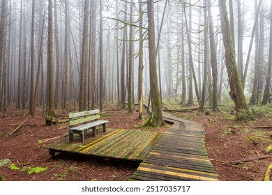 An inviting wooden bench sits on a platform beside a winding boardwalk in a misty forest in Burns Bog, North Delta, British Columbia - Powered by Shutterstock