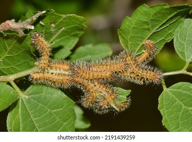 io caterpillars (Automeris io) at young instars in their nest. Common species across the United States, and will give a venomous sting when handled.