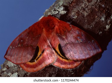 Io Moth (Automaris Io)