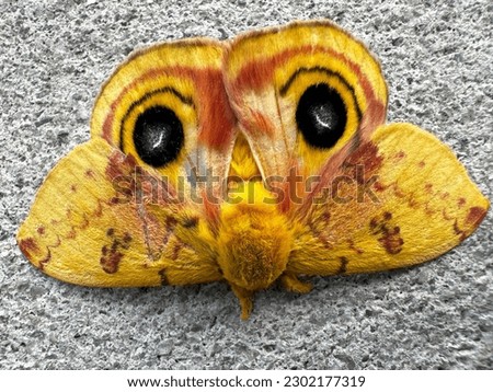 Io Moth Close Up Beautiful