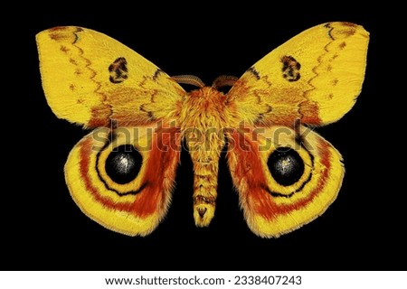 Io moth yellow moth full image