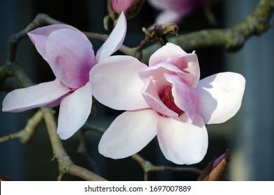 Iolanthe Magnolia Blooming In An University Campus, UW Quad, Seattle