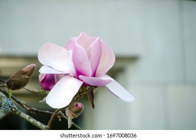 Iolanthe Magnolia Blooming In An University Campus, UW Quad, Seattle