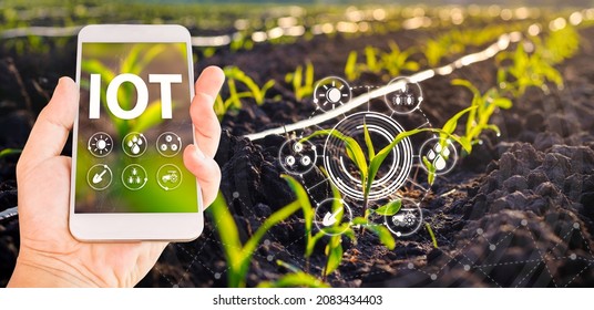 IOT smart farmer concept, Using IOT technology to control production in corn fields by smartphone with graphic concepts modern agricultural technology, digital farm, smart farming innovation