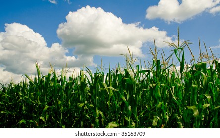 Iowa Corn Field On A Sunny Summer Day