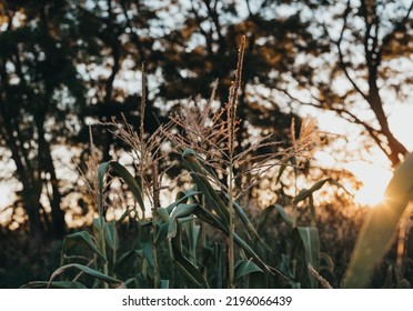 Iowa Corn Stalk In Summer