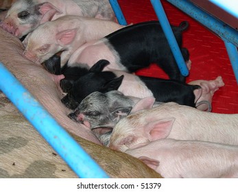Iowa State Fair Piglets