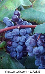 Iowa-grown Concord Wine Grapes On The Vine.