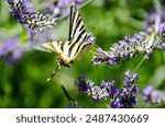 Iphiclides feisthamelii, the southern scarce swallowtail, southern swallowtail or Iberian scarce swallowtail, is a butterfly