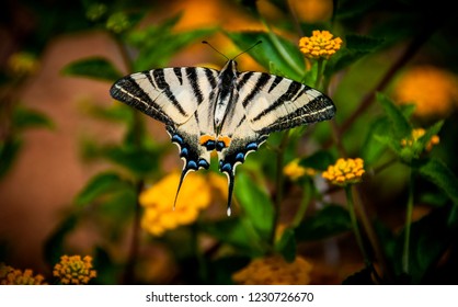 Iphiclides Podalirius Butterfly