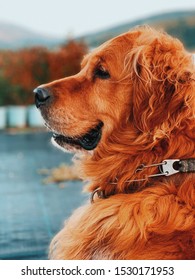 Iphone XS Golden Retriever Dog