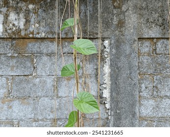 Ipomoea alba, known in English as the tropical white morning glory, moonflower or vine that grows on concrete fence walls. - Powered by Shutterstock