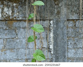 Ipomoea alba, known in English as the tropical white morning glory, moonflower or vine that grows on concrete fence walls. - Powered by Shutterstock