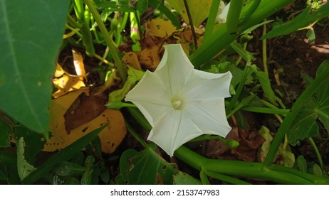 Ipomoea Alba Or Tropical White Morning Glory 