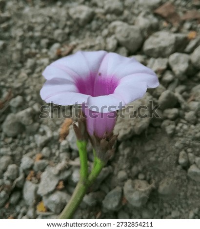 Ipomoea batatas flower without leaf (Convolvulaceae)