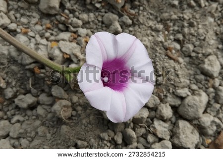 Ipomoea batatas flower without leaf (Convolvulaceae)