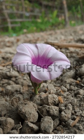 Ipomoea batatas flower without leaf (Convolvulaceae)