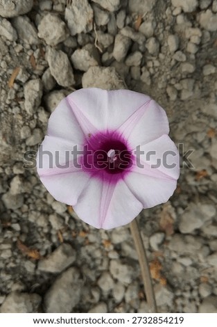 Ipomoea batatas flower without leaf (Convolvulaceae)