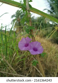 Ipomoea Bush Morning Glory Climbing On The Grasses.