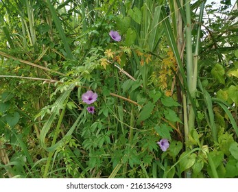 Ipomoea Bush Morning Glory Climbing On The Grasses.