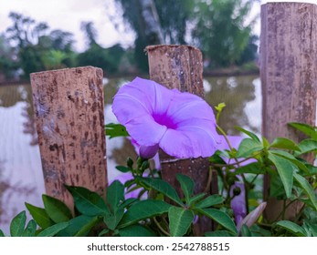 Ipomoea Cairica. A striking purple morning glory flower blooms vibrantly among lush green leaves on a wooden trellis. This image captures the essence of natural beauty and the serenity of a garden. - Powered by Shutterstock