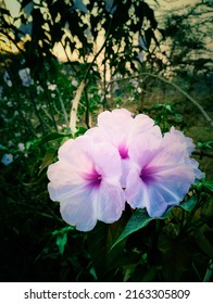 Ipomoea Carnea Flower Bush Morning Glory