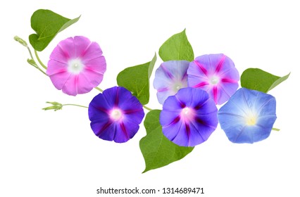 Ipomoea Morning Glory Flowers Stock Photo 1314689471 | Shutterstock